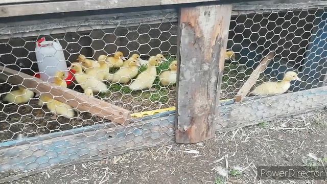 Клетка для клушек с цыплятами своими руками.