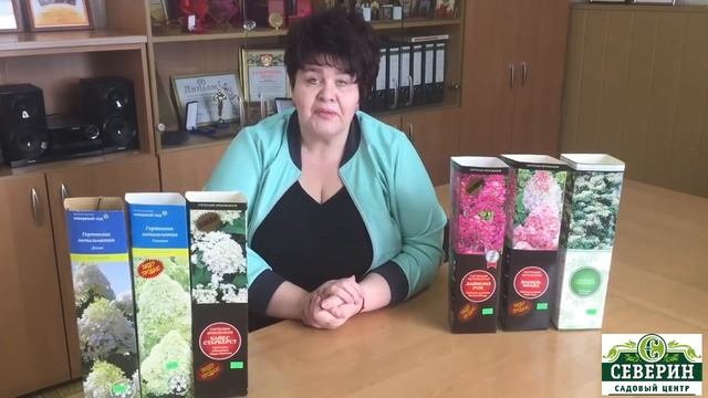 Гортензия смотреть онлайн