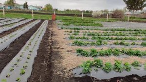 Посадка ? клубники? сорт Азия