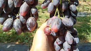 Виноград "Шикарный"