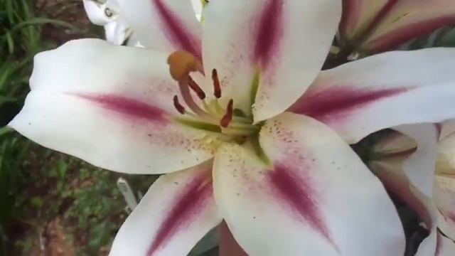 нимфа , лилия от-гибрид
