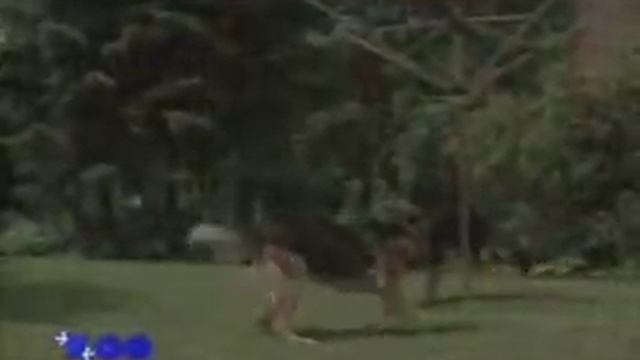 История породы немецкой овчарки. смотреть онлайн