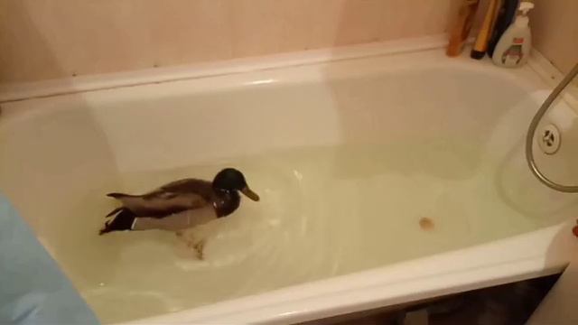 Уточки купаются - ducks swimming funny смотреть онлайн