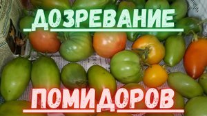 Дозревание помидоров. Помидоры зреют дома!