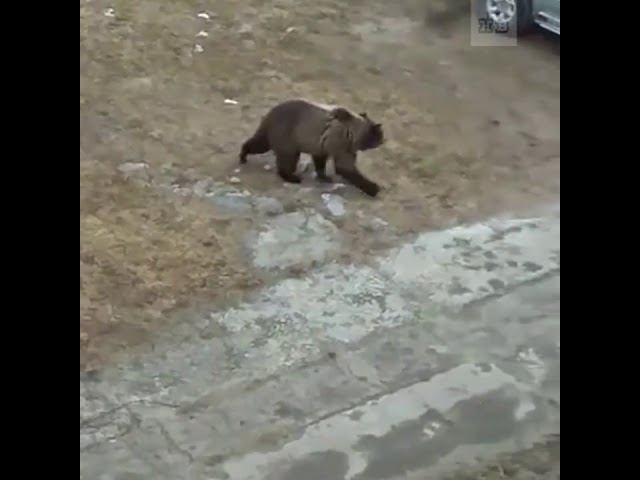 Медведи. Медведи в Печоре. Видео медведи в Печоре.