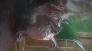 красноухие черепахи