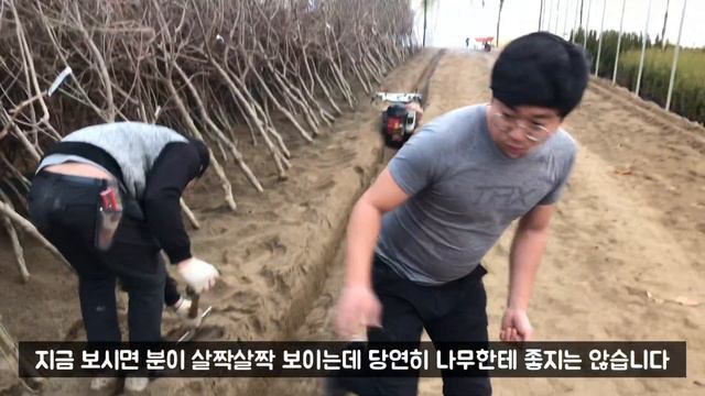 분향기가 난다하여 정원에 많이 심기고 남녀 모두 좋아하는 분꽃나무 입고소식!/Daelim Nursery (Fragrant Viburnum)(Viburnum carlesii) смотреть онлайн