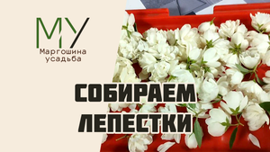 Собираем лепестки шиповника и цветки жасмина для чая