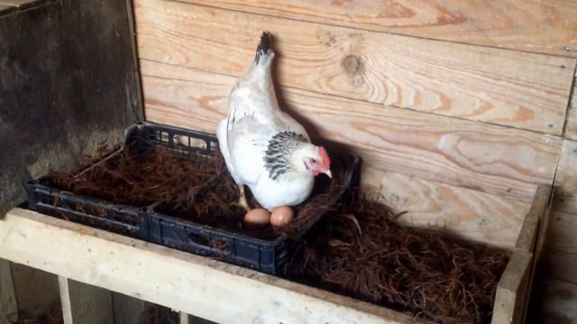 Как курица с яйцами. Вот откуда это выражение )) смотреть онлайн