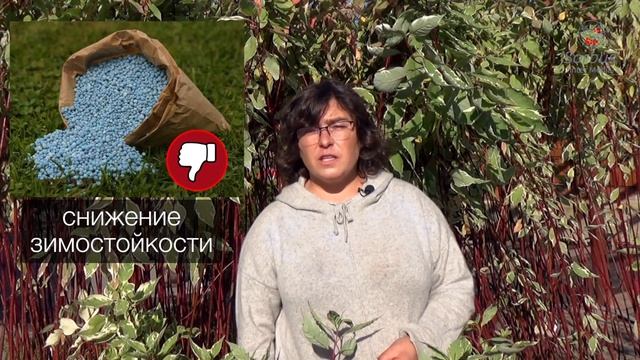 Растения с необычной окраской - природа явления и нюансы ухода. смотреть онлайн