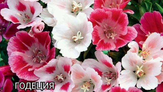 ОДНОЛЕТНИЕ РАСТЕНИЯ ЦВЕТУЩИЕ ВСЁ ЛЕТО.