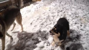 Нападение ВОЛКА на Дворняжку. Бои собак. Волк vs собака. Битва за хайп !