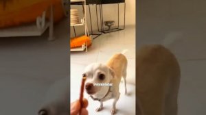 Special nikki chihuahua dog compilation।(mreviatar) #2। Fanny chihuahua TV
