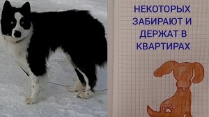 БЕЗДОМНЫЕ СОБАКИ ЧУКОТКИ🐕🐕🐕