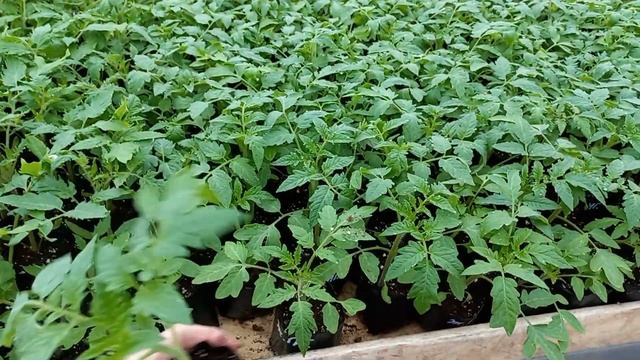 Томат высокорослый Желтый ГИГАНТ смотреть онлайн