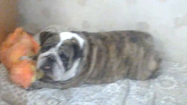 Обезьяна и собака (борьба) смотреть онлайн