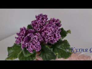 АВ-Дамасская Роза спорт КФ