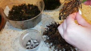 Пересадка Lycaste (Ликасты) Skinneri Alba