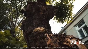 Почему падают деревья