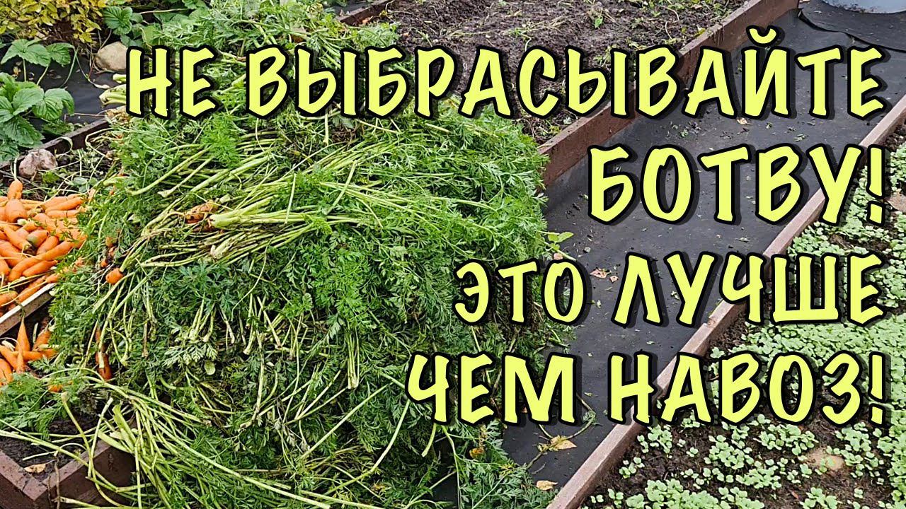 НЕ ВЫКИДЫВАЙТЕ БОТВУ от МОРКОВИ! Показываю как сделать БЕСПЛАТНОЕ СУПЕР удобрение! ЛУЧШЕ ЧЕМ НАВОЗ!