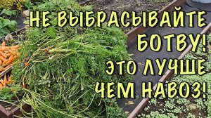 НЕ ВЫКИДЫВАЙТЕ БОТВУ от МОРКОВИ! Показываю как сделать БЕСПЛАТНОЕ СУПЕР удобрение! ЛУЧШЕ ЧЕМ НАВОЗ!