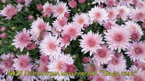 №35 Хризантема мультифлора ЭЛЬДА ПИНК