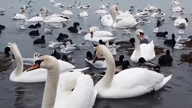 Лебеди Дети кормят лебедей , уток, чаек.