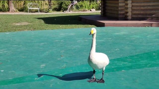 Лазаревское/Озеро Дивное/Рыбацкий поселок смотреть онлайн