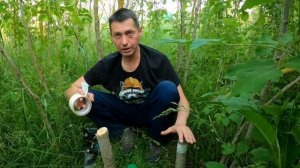 Спилил проколол и забыл американский клён сорняк как уничтожить