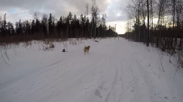 Лыжный поход Радищево Снегири Проводы зимы смотреть онлайн