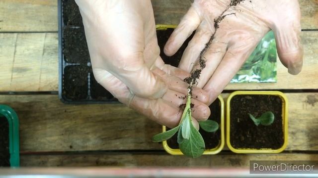 Артишоки.Пикировка артишоков.