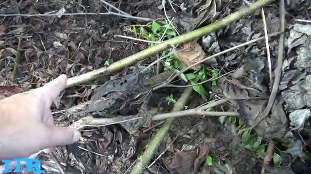 EMPRESS TREE | Paulownia Tomentosa | Fastest growing tree in the world! смотреть онлайн