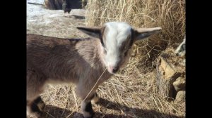 Деревенские будни