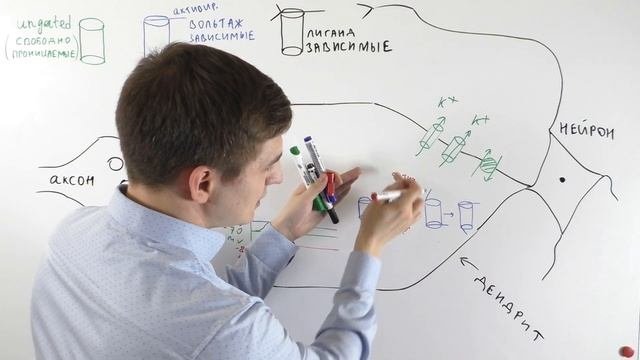 Потенциал действия
