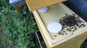 июль на пасеке - отводки пчел по новому , их не грабят осы и пчелы воровки