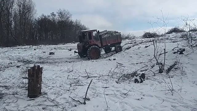 Вывозим дрова из леса