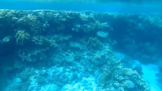 Кораллы красного моря в Египте подводная съемка экшн камерой DNS смотреть онлайн