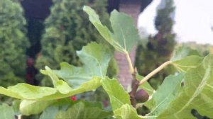 Инжир Конадрия Conadria , созрела бреба, дегустация . Июль 2021 Киевская обл