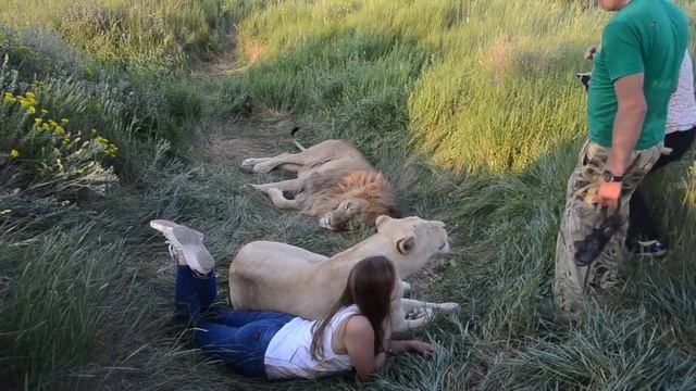 Вожак ЧУК и львица ГЕРДА в ЛЬВИНОЙ СПАЛЬНЕ ! смотреть онлайн