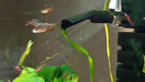 Микрорасборы галактика и креветки в моем 30 л аквариуме/Fish and shrimp in my 30 l tank