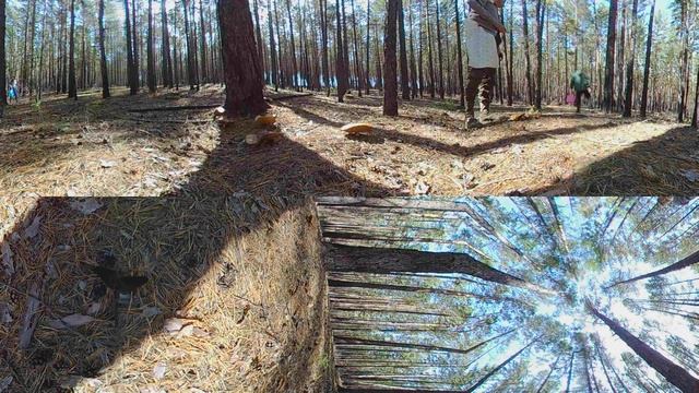 Грибы в Забайкалье смотреть онлайн