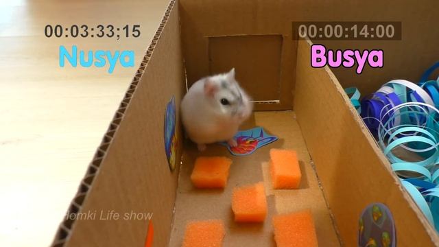Хомяки в Лабиринте. Нюся и Буся, Кто Победит? Hamster