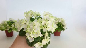 Миниатюрные фиалки: Н-Нейтири, Mac's Misty Meadow, Celtic Rose White