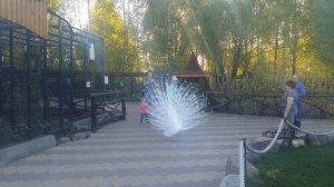 РЕДКИЙ ТАНЕЦ БЕЛОГО ПАВЛИНА! Зоопарк "Лимпопо"