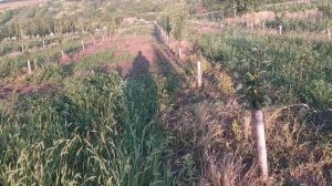 Медяница на груше. Груша не растет. Как спасти.