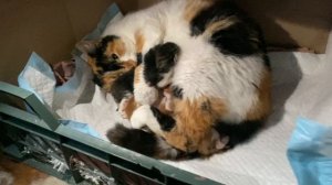 Это лучший ПАСХАЛЬНЫЫ ПОДАРОК!