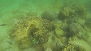 Индийский океан, эмираты, ОАЭ, Фуджейра, подводный мир