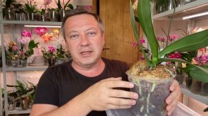 ЭТОЙ ЖИРНОЙ ОРХИДЕИ спасли корни НЕ ДОСТАВАЯ из горшка и теперь готов ОТДАТЬ ЕЁ В ДОБРЫЕ РУКИ