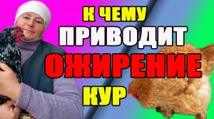 К чему приводит ОЖИРЕНИЕ кур. Как правильно кормить кур.