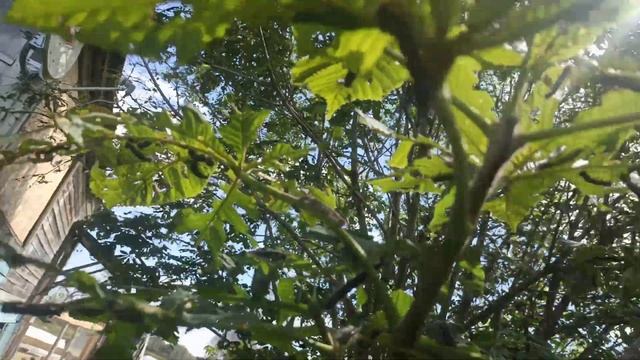 НАШЕСТВИЕ ШЕЛКОПРЯДА В ПОДМОСКОВЬЕ. МАМА ДОРОГАЯ ? смотреть онлайн